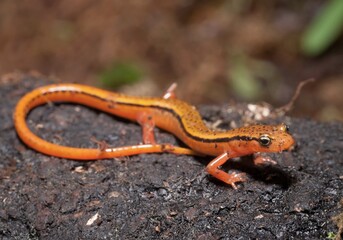 lizard on a rock