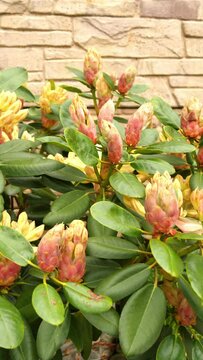 Bud of rhododendron (Ericaceae family) plant in summer