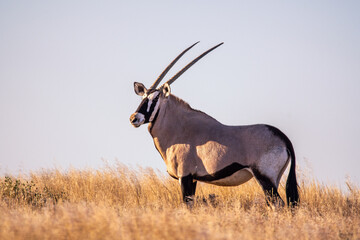 Gemsbock or gemsbuck (Oryx gazella) in Namibia