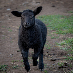 Orphan lamb running for a bottle