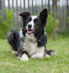 border collie dog