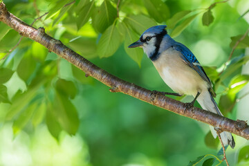 Blue Jay perched on a tree branch with green leaves