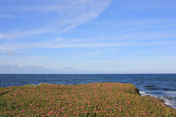 landscape with flowers and blue sky