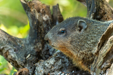 Naklejka na ściany i meble Closeup of groundhog