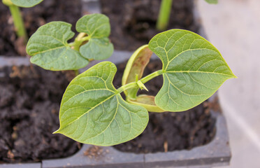 organic bean plant growing fast