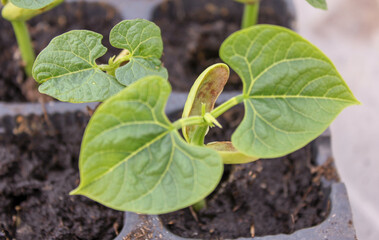 bean plant in the ground
