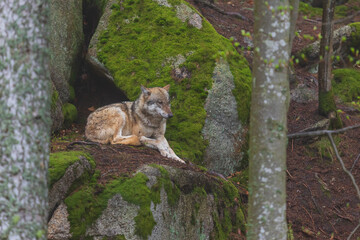 Wolf - Canis lupus in the deep forest on the rock.