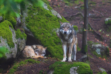 Wolf - Canis lupus in the deep forest on the rock.