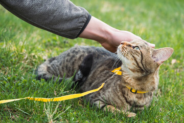 Walking a domestic cat with the owner on a yellow harness. The tabby cat caressing a person's hand...