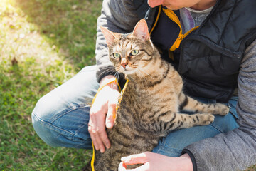 Walking a domestic cat with the owner on a yellow harness. The tabby cat caressing a person's hand...