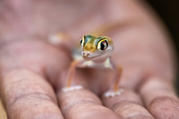 A Namib sand gecko, or gecko palmato, small colorful lizard in the Namib desert, in a hand
