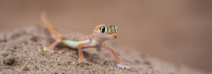 A Namib sand gecko, or gecko palmato, small colorful lizard in the Namib desert
