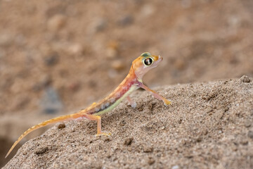A Namib sand gecko, or gecko palmato, small colorful lizard in the Namib desert
