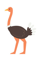 Ostrich African animal. Vector illustration