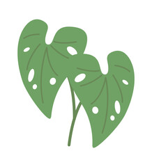 Tropical plant leaves. Vector illustration