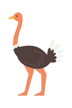 Ostrich African animal. Vector illustration