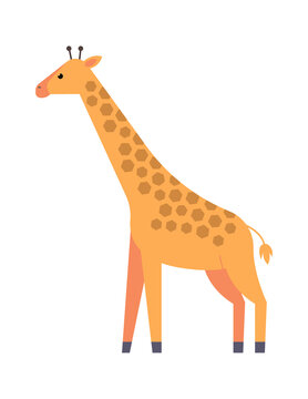 Giraffe African animal. Vector illustration