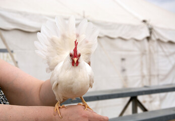 White bantam leghorn chicken sitting on hand while another hand spreads out tail feathers at...