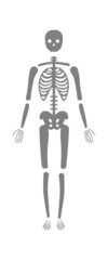 Human skeleton icon. Vector illustration