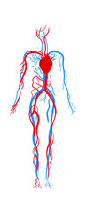Human circulatory system anatomy. Vector illustration