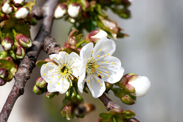 Spring. A branch with white flowers from an apple tree close-up on a blurred background, a garden in the distance