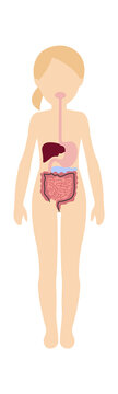 Girl digestive system anatomy. Vector illustration