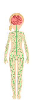 Girl nervous system anatomy. Vector illustration