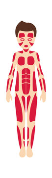 Boy muscular system anatomy. Vector illustration