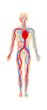Man circulatory system anatomy. Vector illustration