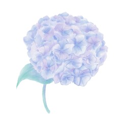 Watercolor illustration, hydrangea flower, isolated element