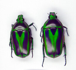 Beetles isolated on white. Green black african, flower beetle, Tmesorrhina alpestris isolated, Collection beetles, Cetoniidae, Cetoniinae, Scarabaeidae, Coleoptera, Entomology