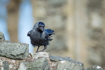 Jackdaw on a wall at an old Abbey
