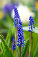 Beautiful flower of blue grape hyacinth against blurred green grass. flowering bluebells