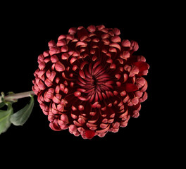 Red color chrysanthemums flower on black wall background. Minimalist still life.