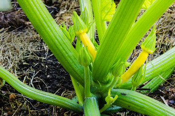 Zucchini plant with yellow fruit
