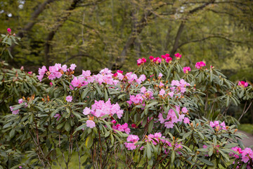A large bush blooming Rhododendron in the botanical garden. Many pink flowers Rhododendron, beautiful floral background.