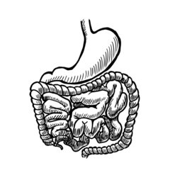 stomach and intestines vector illustration isolated on white background