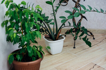 Gardening at home. The inner garden. Green plants in pots at home on the balcony, home jungle.