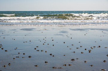 Lugworm, arenicola marina, sand casts on Shanklin Beach, Isle of Wight