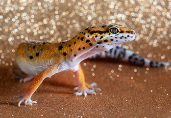 one leopard gecko in golden background