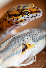 two geckos, detail of changing skin