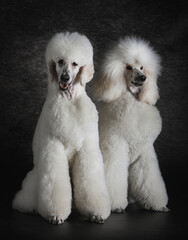 Two giant poodles with different grooming