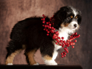 American miniature sheepdog with red christmas decoration