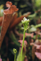 Venus flytrap's flowers