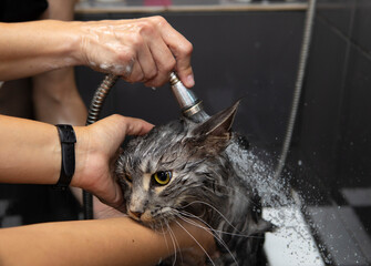 washing cat in a bathtube