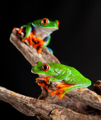 two red eyed tree frog on leaf