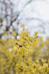 yellow flowers on a branch