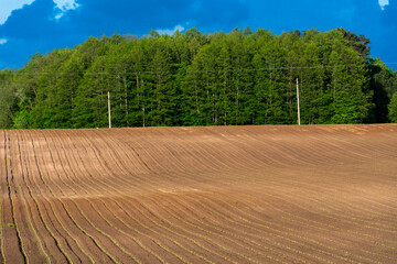 Rows of soil before planting. Drawing of furrows on a plowed field prepared for spring sowing of...