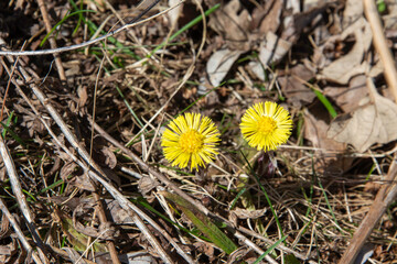 Through the dry foliage in the forest appeared yellow flowers