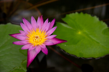 Pink lotus flowers, water lilies on water surface, Nymphaea with water drops on blurred background of green water. Selective focus. Floral landscape. Floral background. Aquatic plants